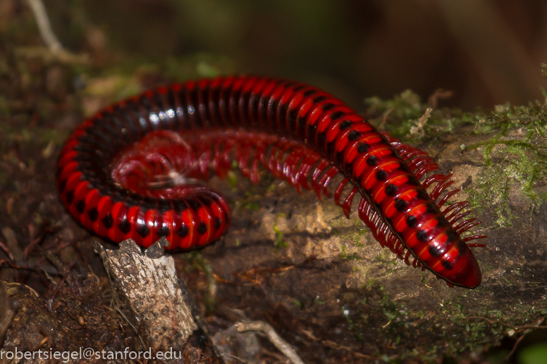 millipede